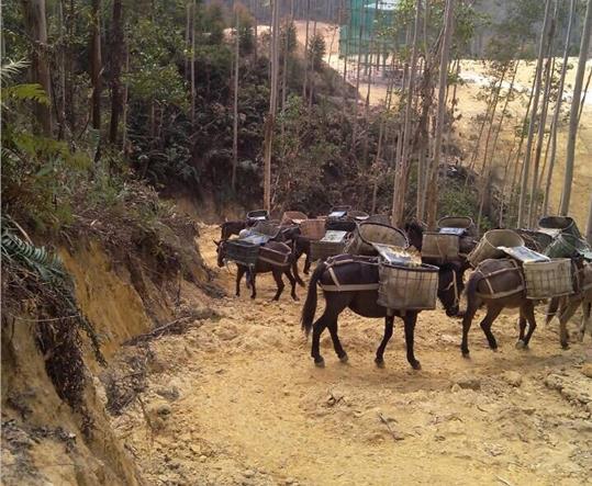 武江区马帮山路运输