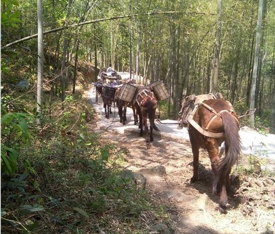 武江区马帮运输电话