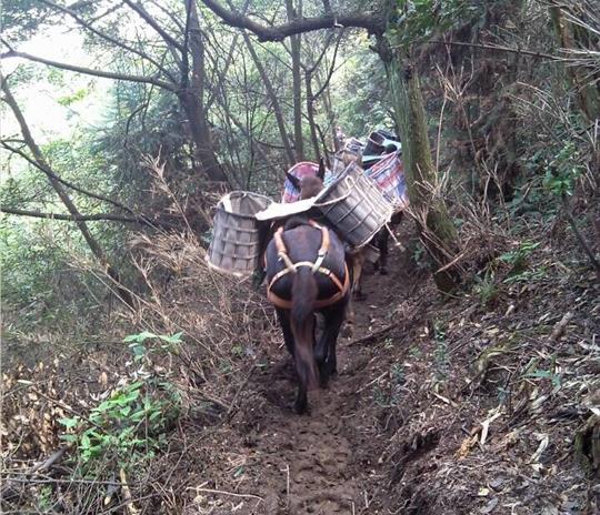 武江区马帮运输公司