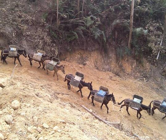 武江区山路马帮运输