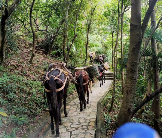 武江区马队运输电话