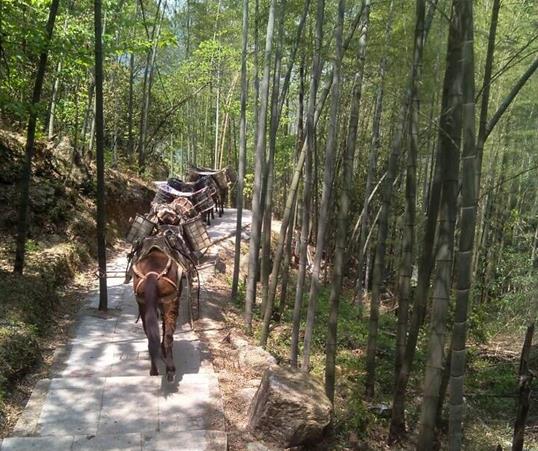 武江区山路马队运输