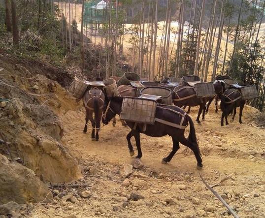 武江区山区马队运输