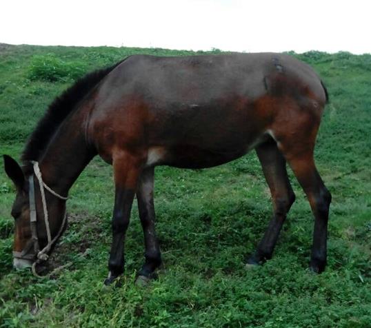 武江区骡马搬运