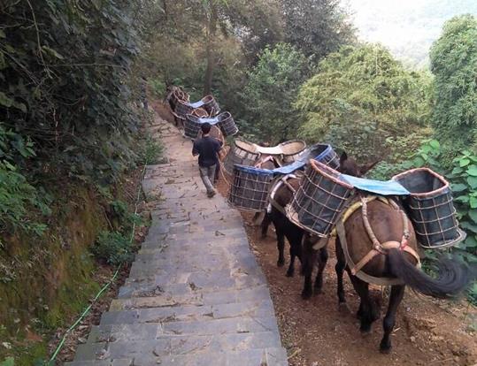 武江区骡马运输电话