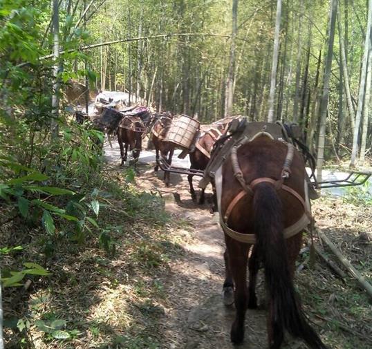 武江区骡马运输公司