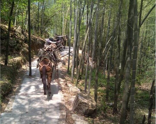 武江区山区骡马运输