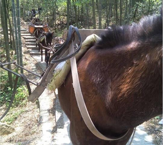 武江区骡马队运输
