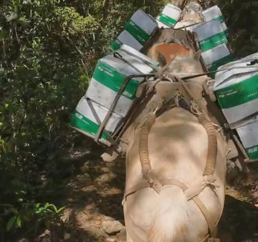 武江区骡马山路运输