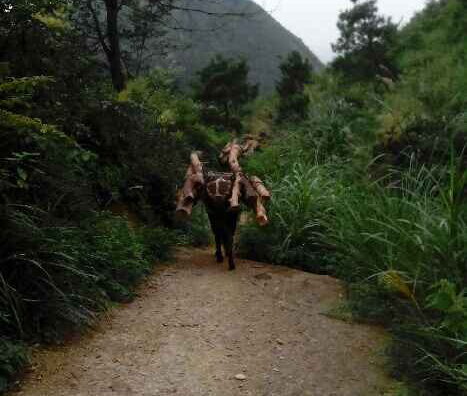 武江区骡马运输