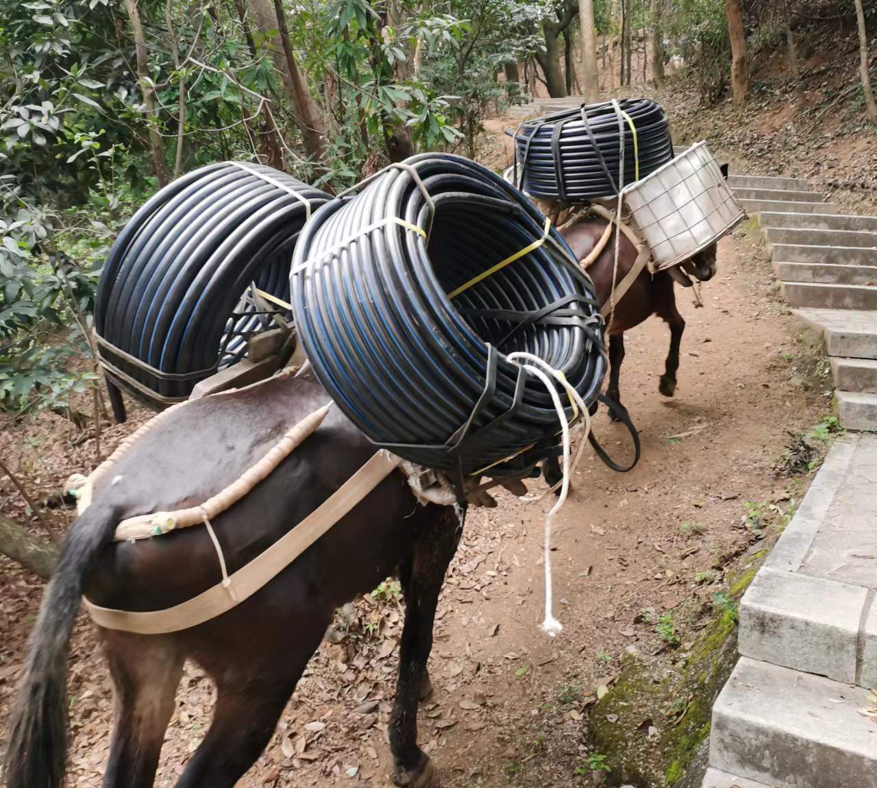 武江区马帮运输