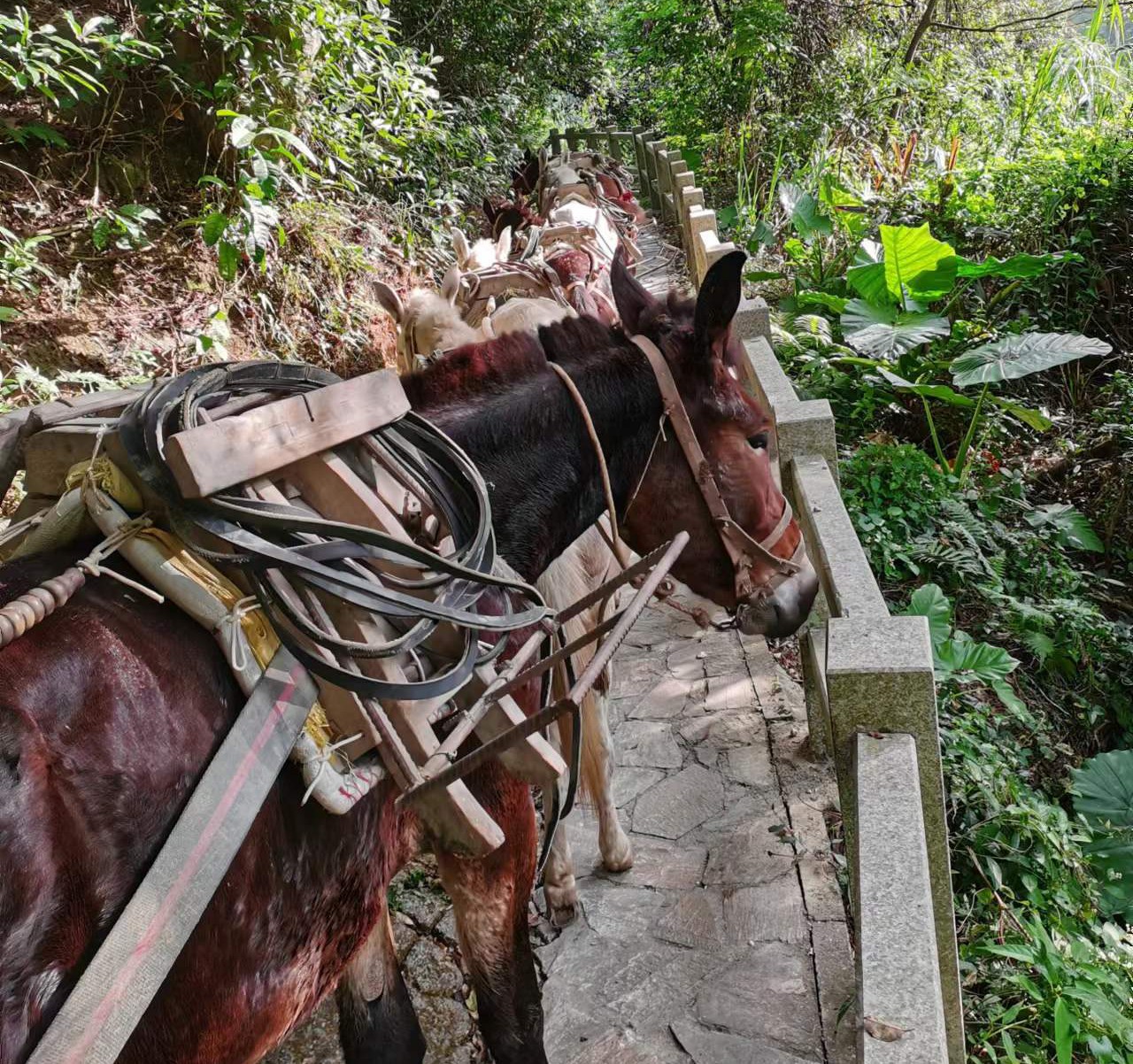 武江区马队运输