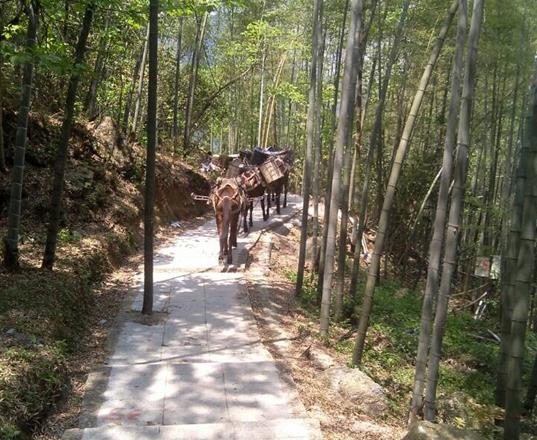 武江区马队运输公司