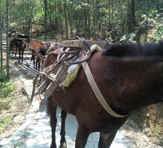 武江区山路骡马运输